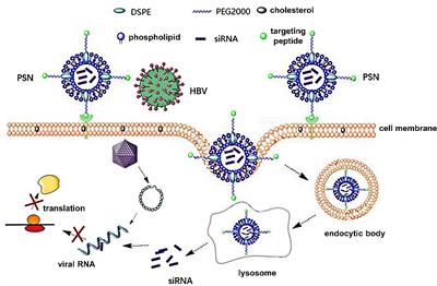 PreS/2-21-Guided siRNA Nanoparticles Target to Inhibit Hepatitis B Virus Infection and Replication